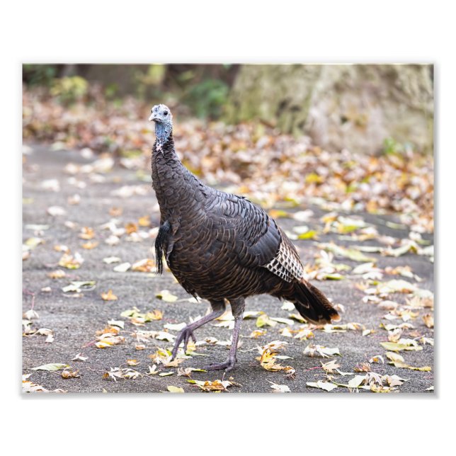 Wild Turkey in Early Fall Colours Photo Print (Front)