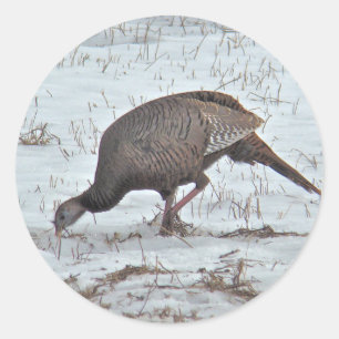 Wild Turkey in Snowy Field Classic Round Sticker