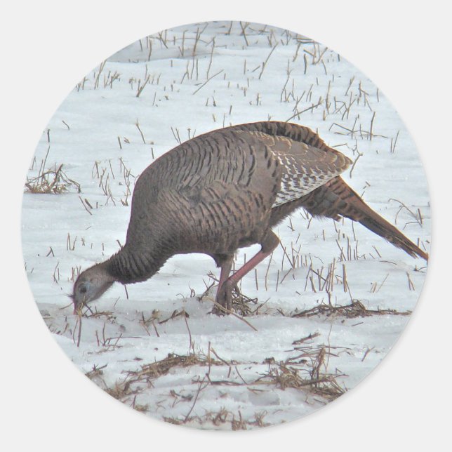 Wild Turkey in Snowy Field Classic Round Sticker (Front)