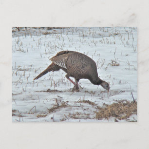Wild Turkey in Snowy Field Postcard