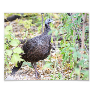 Wild Turkey in the Wood Photo Print