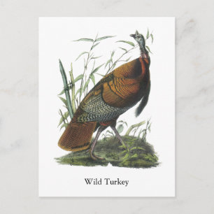 Wild Turkey, John Audubon Postcard