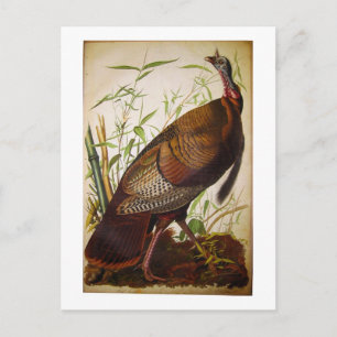 Wild Turkey, John James Audubon Postcard