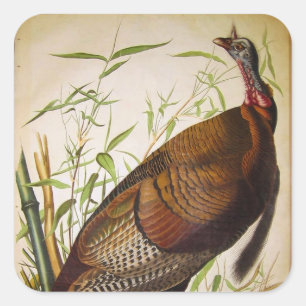 Wild Turkey, John James Audubon Square Sticker
