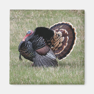 Wild Turkey Magnet