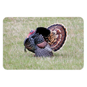 Wild Turkey Magnet