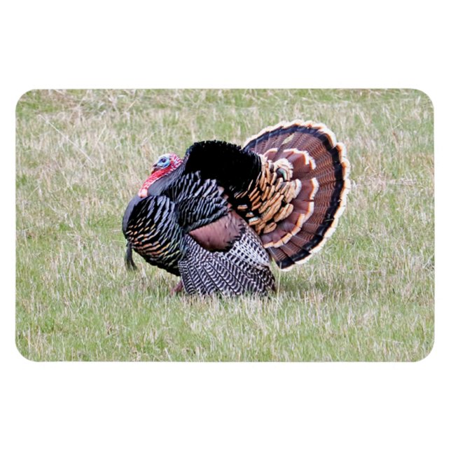 Wild Turkey Magnet (Horizontal)