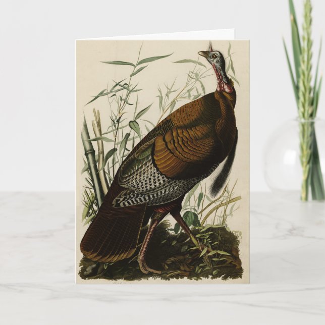 Wild Turkey (Male) from Audubon's Birds of America Card (Front)