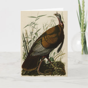 Wild Turkey (Male) from Audubon's Birds of America Card