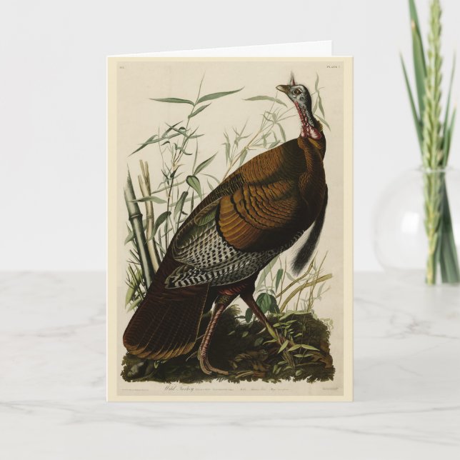 Wild Turkey (Male) from Audubon's Birds of America Card (Front)