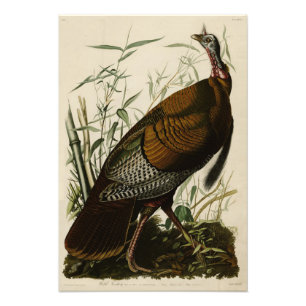 Wild Turkey (Male) from Audubon's Birds of America Photo Print
