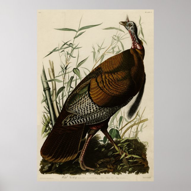 Wild Turkey (Male) from Audubon's Birds of America Poster (Front)