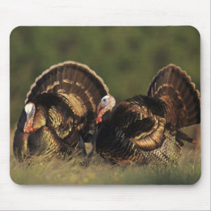 Wild Turkey, Meleagris gallopavo,males Mouse Mat