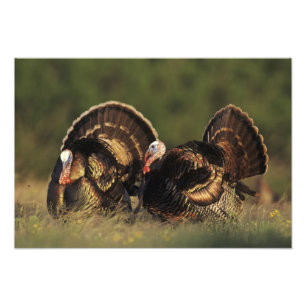 Wild Turkey, Meleagris gallopavo,males Photo Print