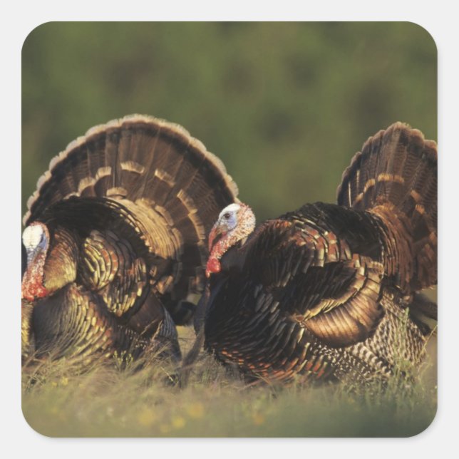 Wild Turkey, Meleagris gallopavo,males Square Sticker (Front)