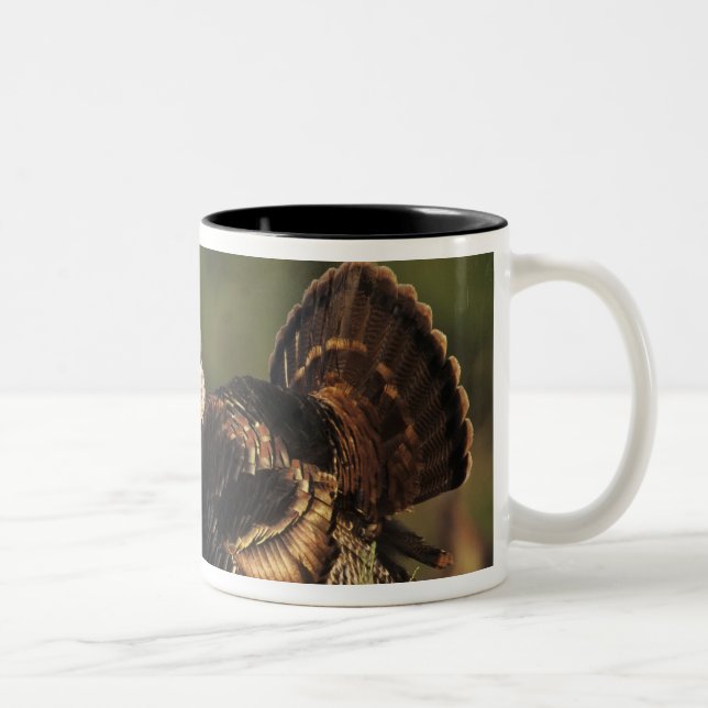 Wild Turkey, Meleagris gallopavo,males Two-Tone Coffee Mug (Right)