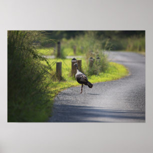 Wild Turkey Photo Poster