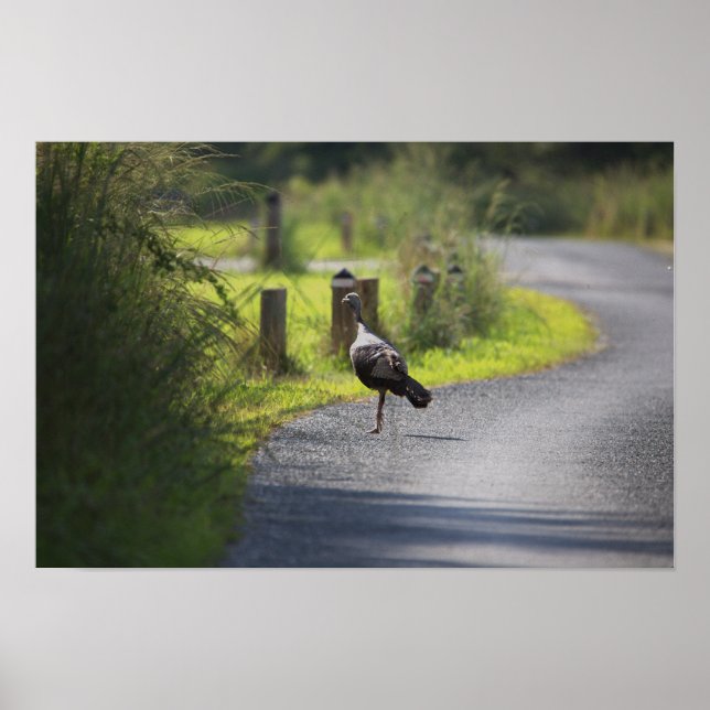 Wild Turkey Photo Poster (Front)