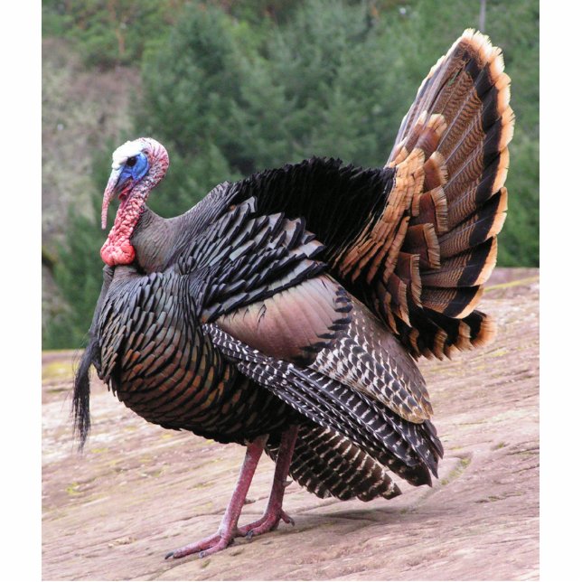 Wild Turkey Photo Sculpture (Front)