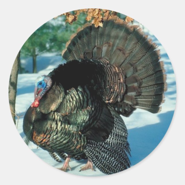 Wild Turkey Photo Thanksgiving Christmas Holidays Classic Round Sticker (Front)