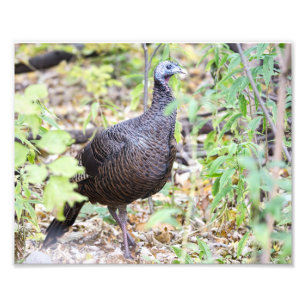 Wild Turkey Photography Print
