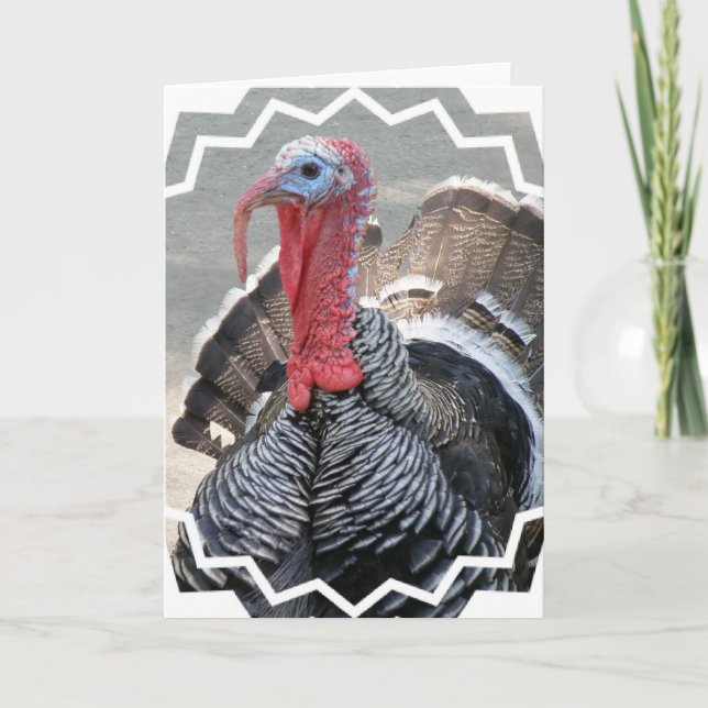 Wild Turkey Picture Greeting Card (Front)