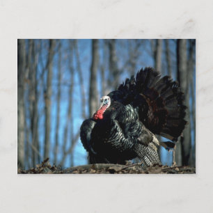 Wild turkey postcard