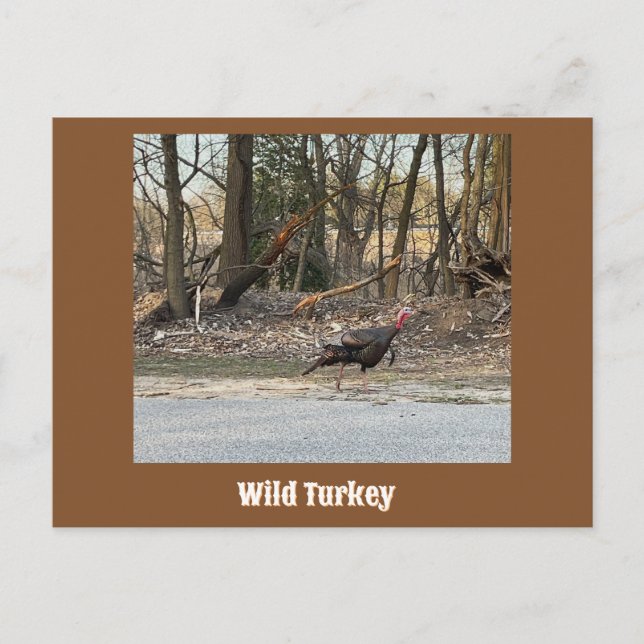 Wild Turkey Postcard (Front)