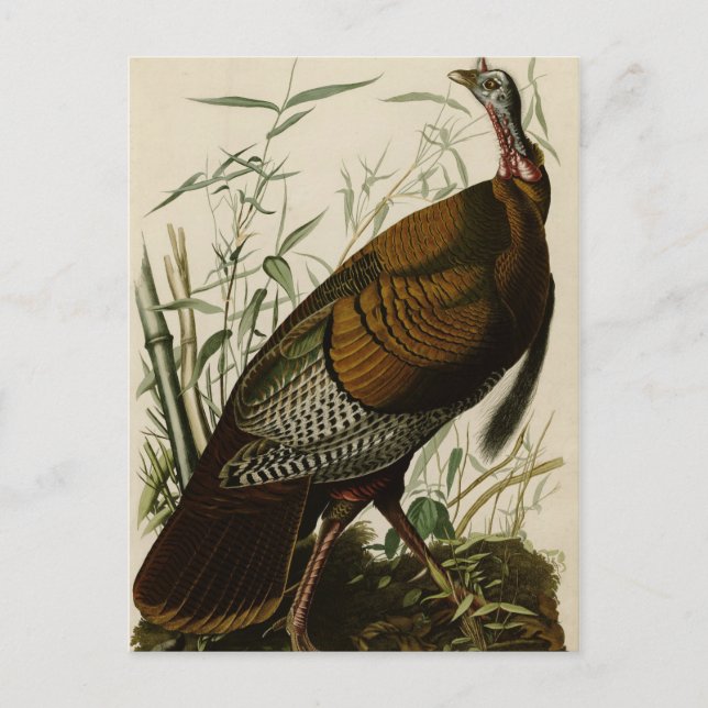 Wild Turkey Postcard (Front)