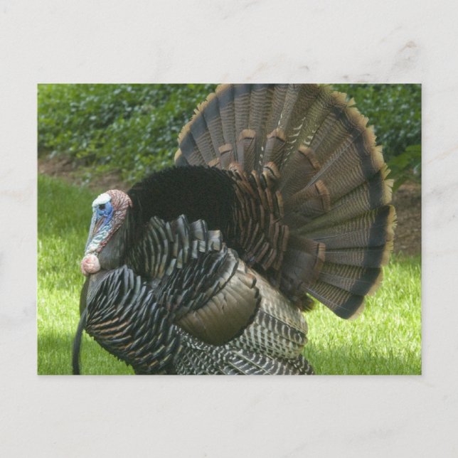 Wild Turkey Postcard (Front)