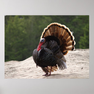 Wild Turkey Poster