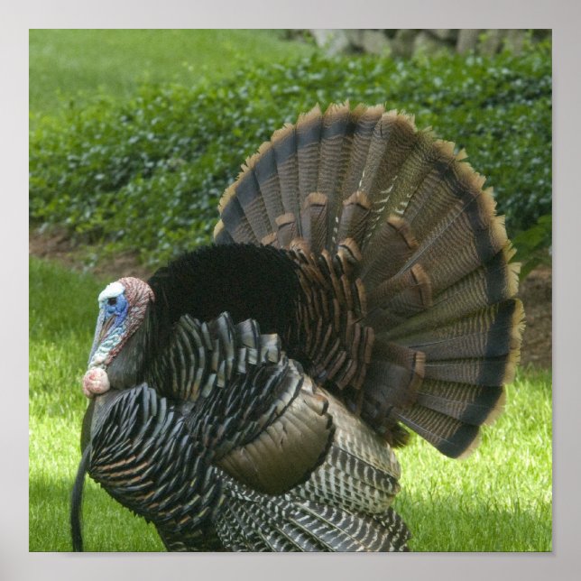 Wild Turkey Poster Print (Front)