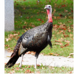 Wild Turkey  Standing Photo Sculpture<br><div class="desc">Photo of Kevin the Wethersfield turkey</div>