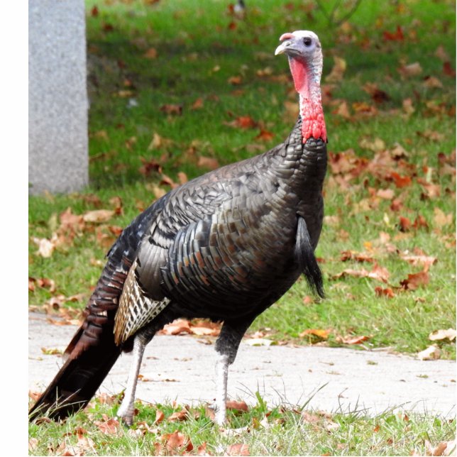 Wild Turkey  Standing Photo Sculpture (Front)