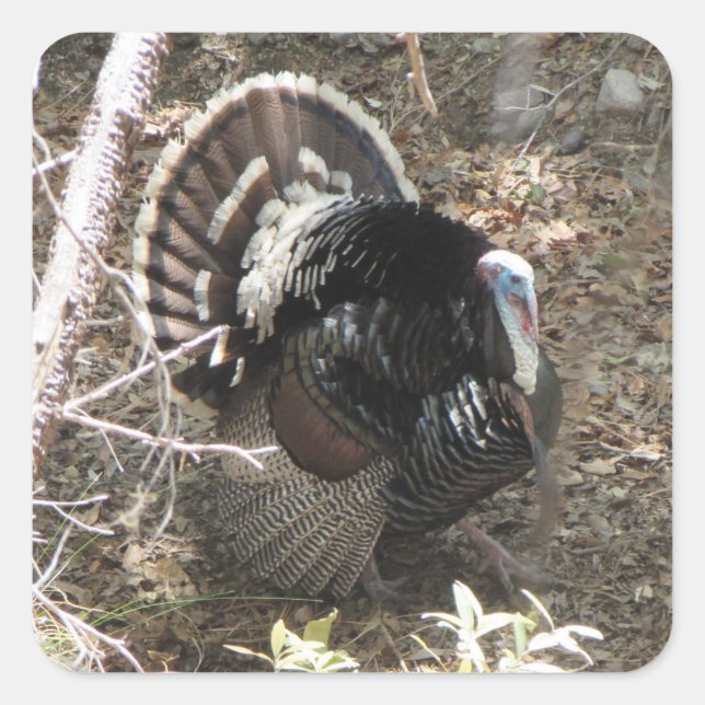 Wild Turkey Strutting for the Ladies Square Sticker (Front)