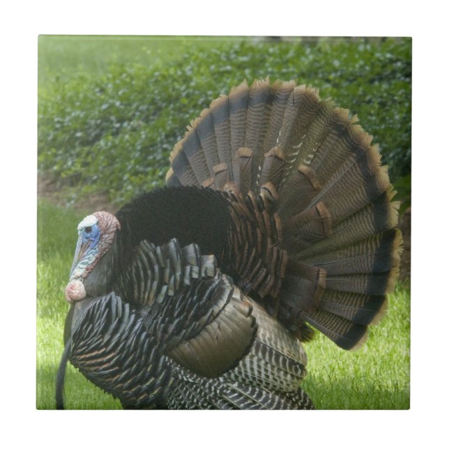 Wild Turkey Tile (Front)