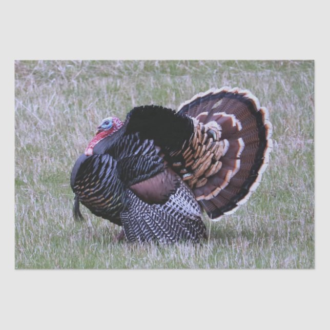 Wild Turkey Tissue Paper (Front)