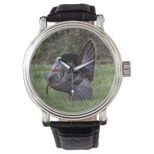 Wild Turkey Watch