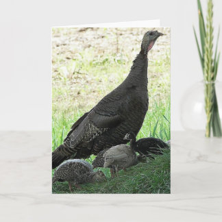 Wild Turkeys Card