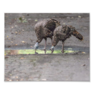 Wild Turkeys Drinking From Puddle Print