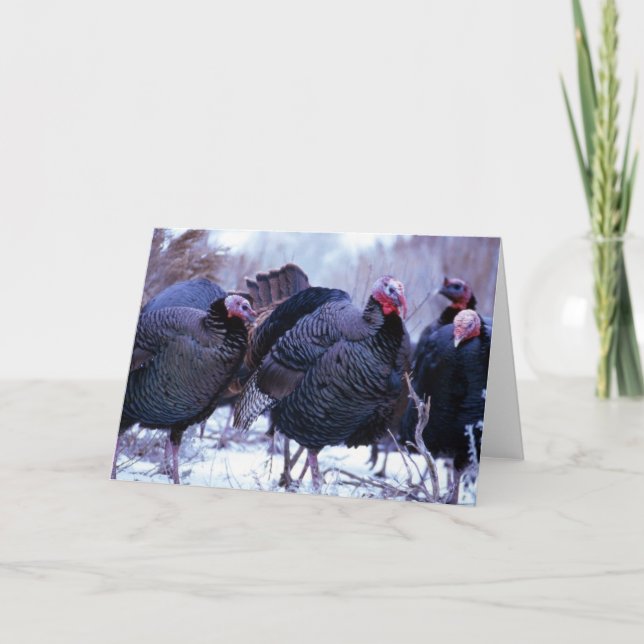 Wild Turkeys Holiday Card (Front)
