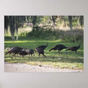 Wild Turkeys in Grass Photograph Poster