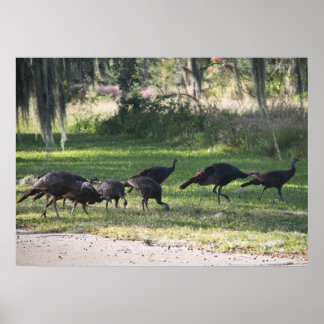 Wild Turkeys in Grass Photograph Poster