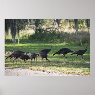 Wild Turkeys in Grass Photograph Poster