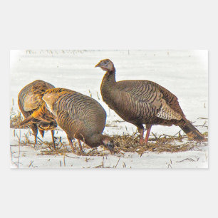 Wild Turkeys in Snow Rectangular Sticker
