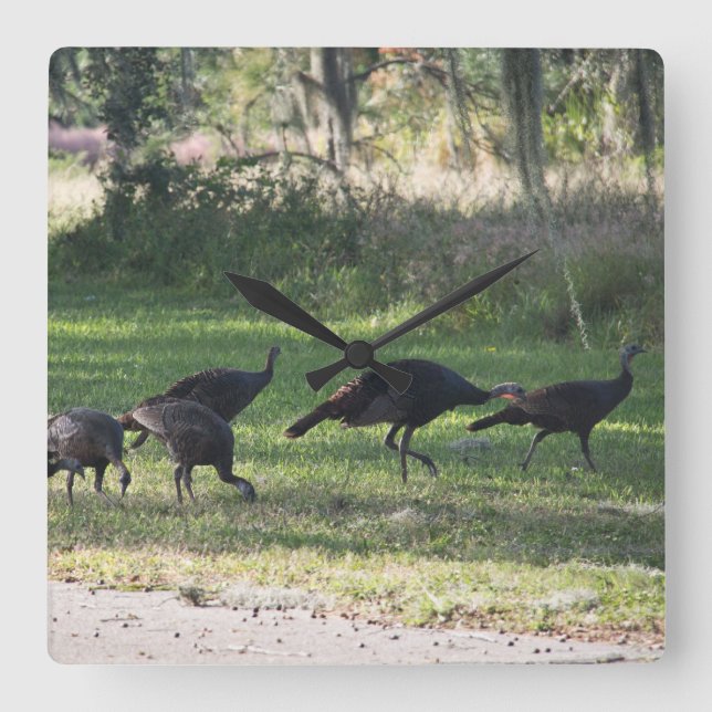 Wild Turkeys in the Grass Photo Square Wall Clock (Front)