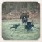 Wild turkeys paper coaster