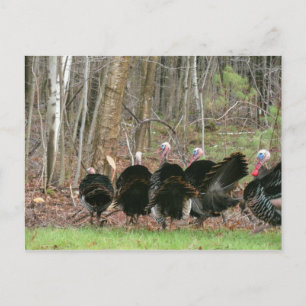 Wild Turkeys Photo by Lorette Starr Postcard