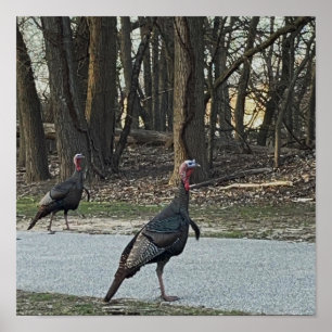 Wild Turkeys Photo Poster