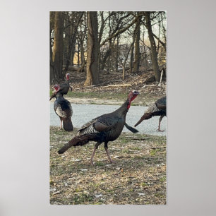 Wild Turkeys Photo Poster